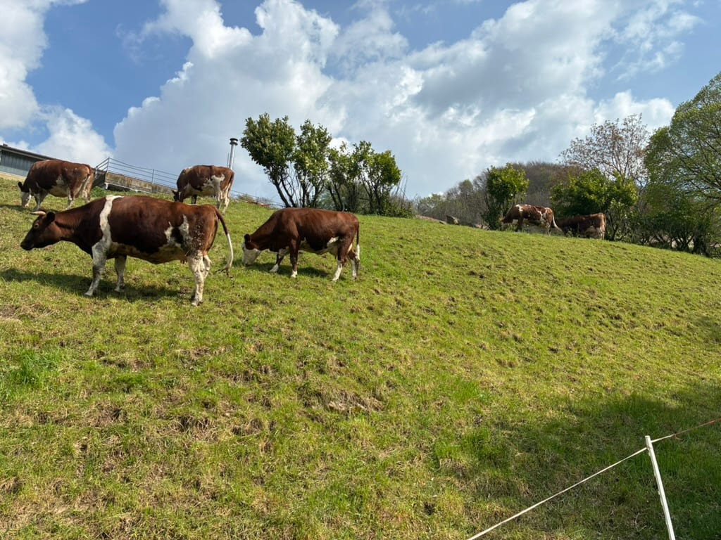 Bovini al pascolo sulla collina