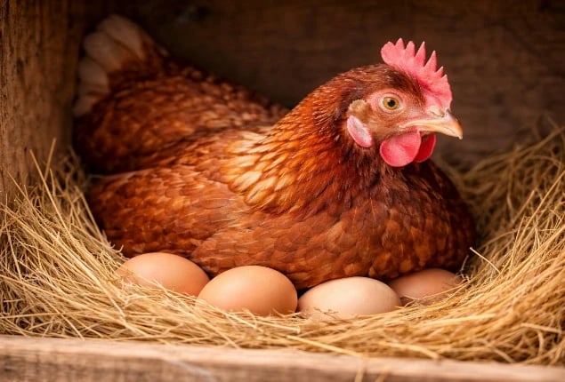 Le nostre galline e le uova fresche