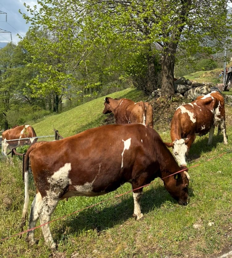 Le nostre mucche al pascolo